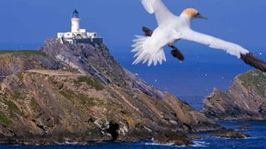 A Gannet flying by the Muckle Flugga Lighthouse, Shetland
