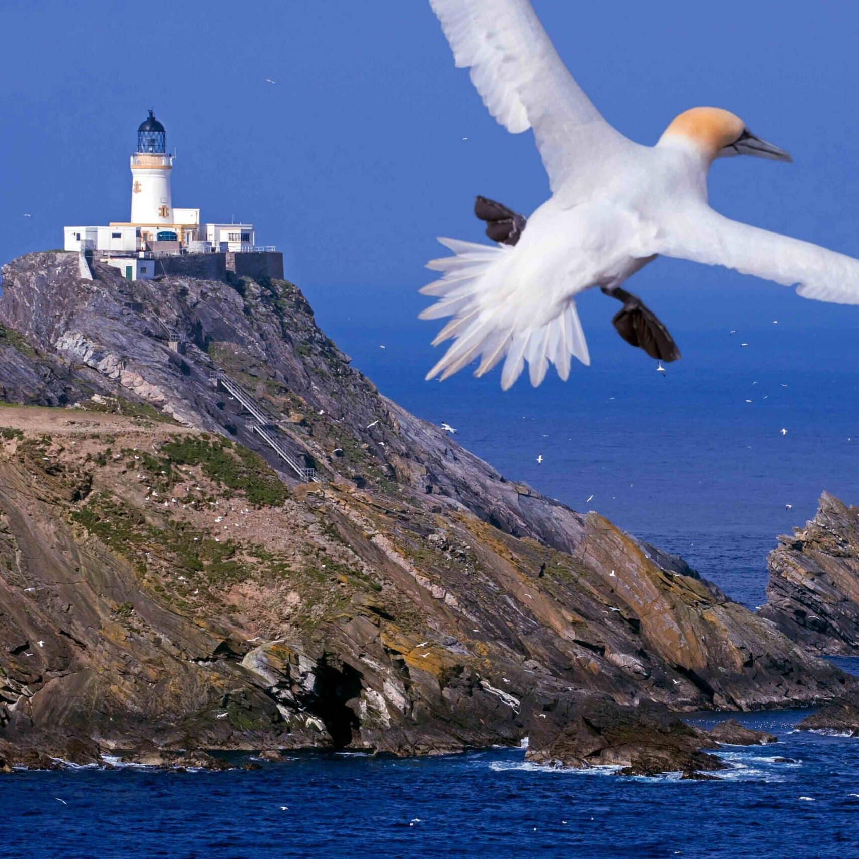 A Gannet flying by the Muckle Flugga Lighthouse, Shetland