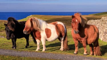 Shetland ponies in the wild, Shetland, Scotland