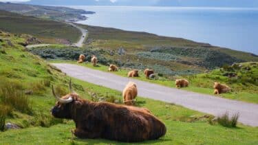 Highland cows lying at the road side on the North Coast 500, Scotland