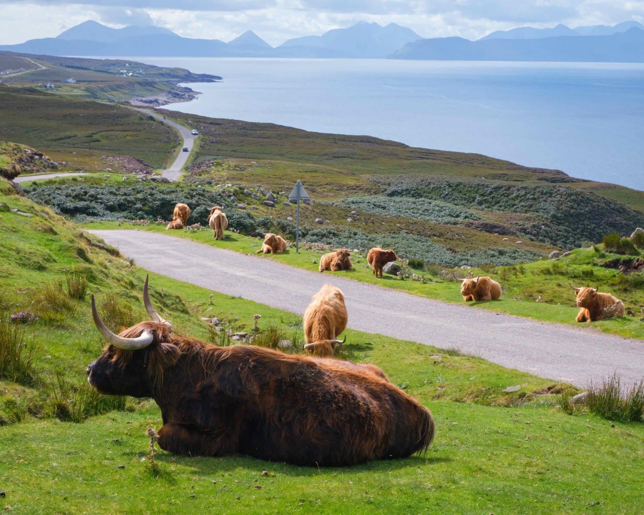 Highland cows lying at the road side on the North Coast 500, Scotland